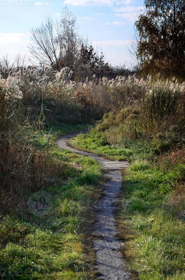 paisagem com um campo de juncos foto