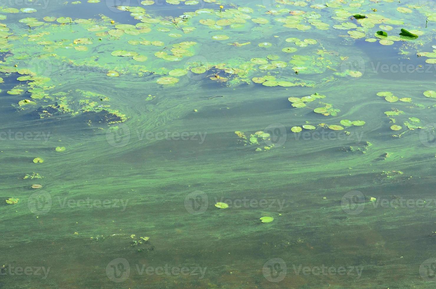 a superfície de um velho pântano coberto com folhas de lentilha e lírio foto