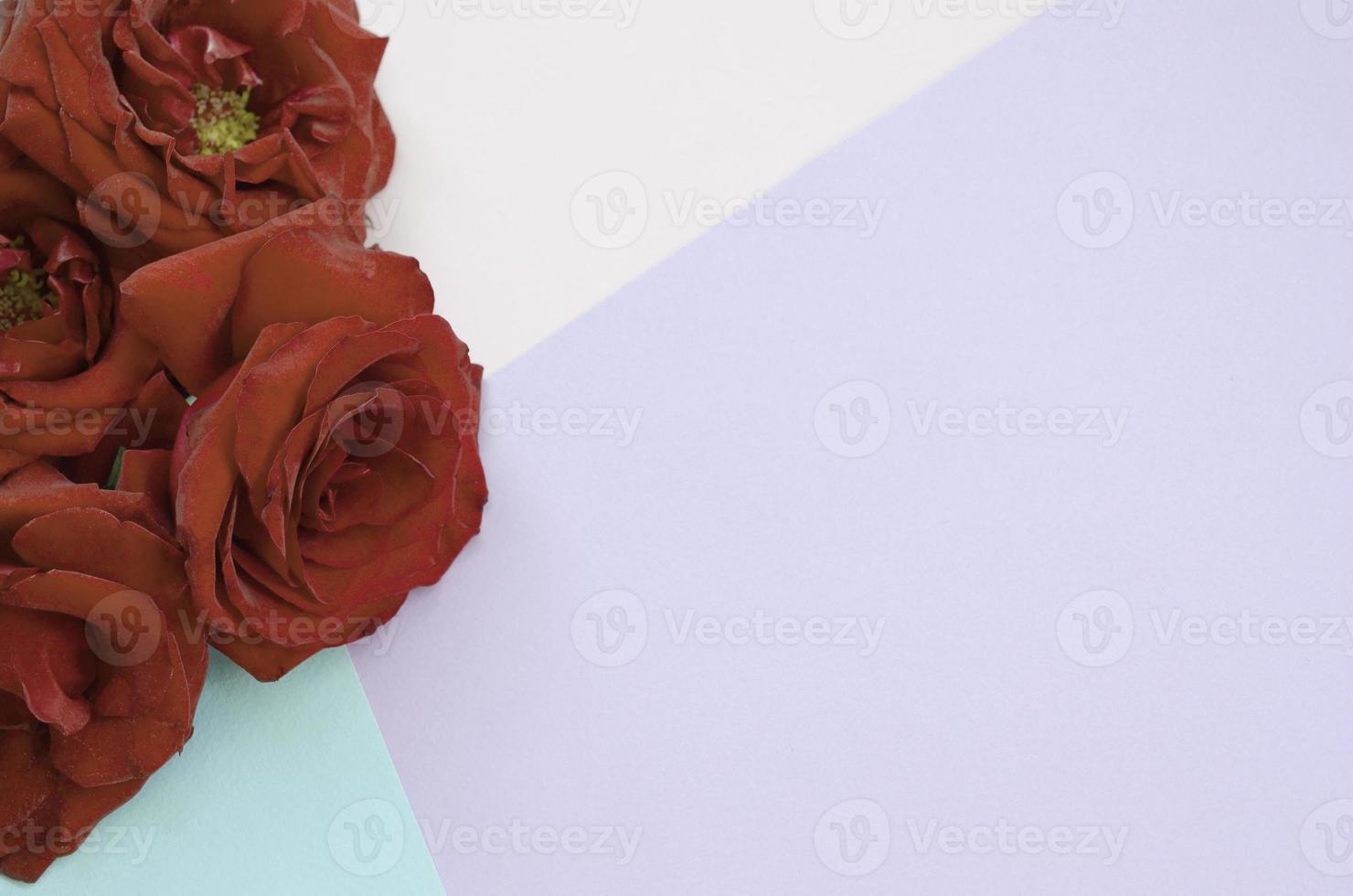 rosas vermelhas escuras em fundo de papel pastel, pano de fundo dia dos namorados com espaço de cópia foto