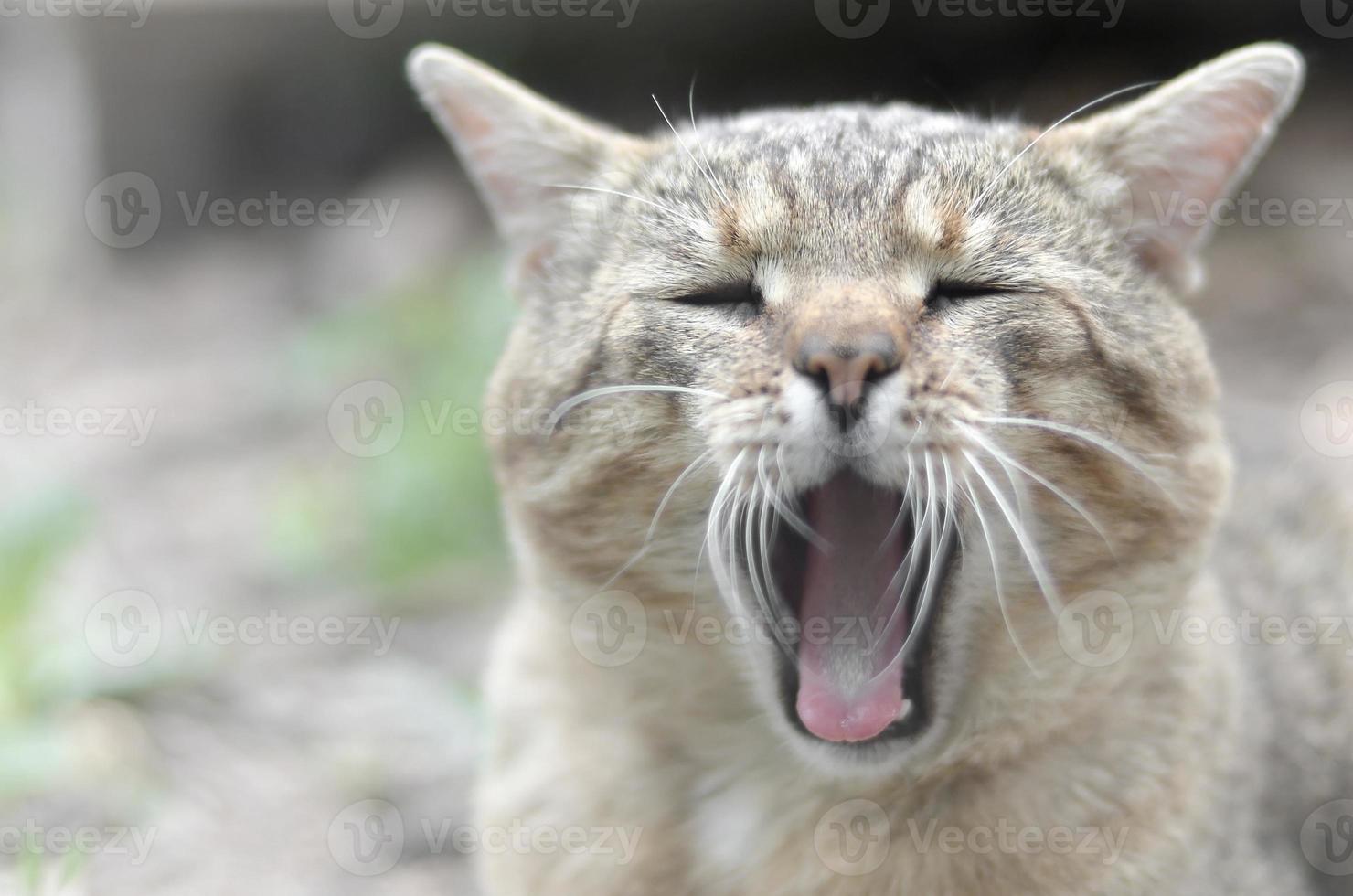 gato doméstico malhado marrom bocejando no quintal verde turva foto