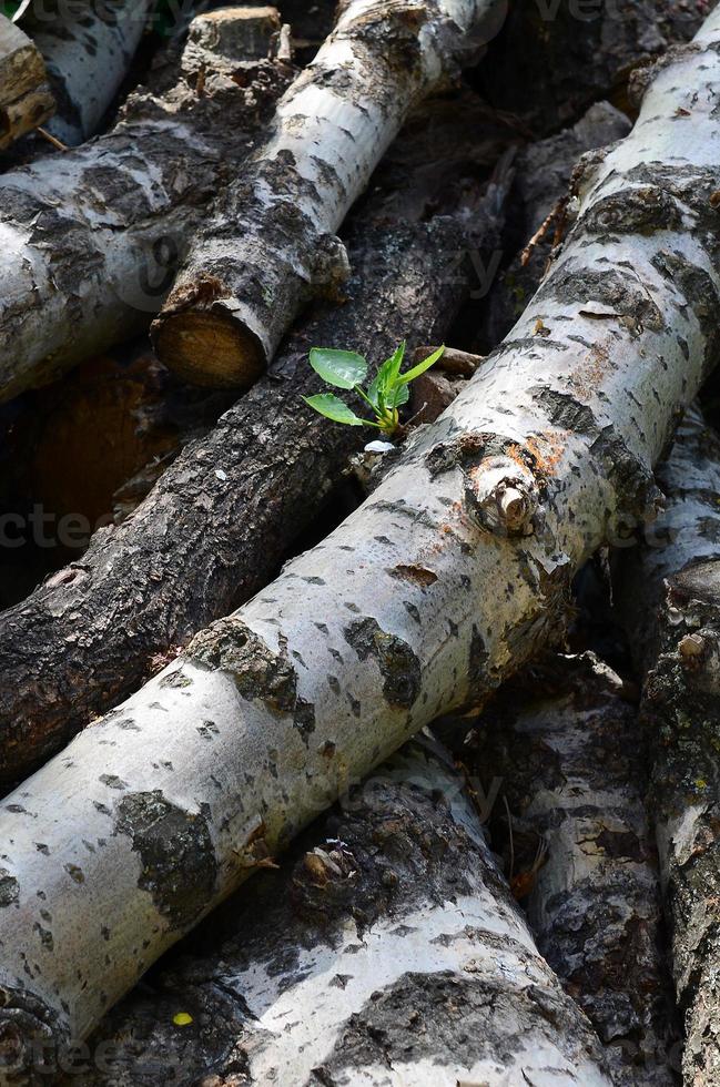 closeup de lenha de álamo velho com casca branca áspera foto