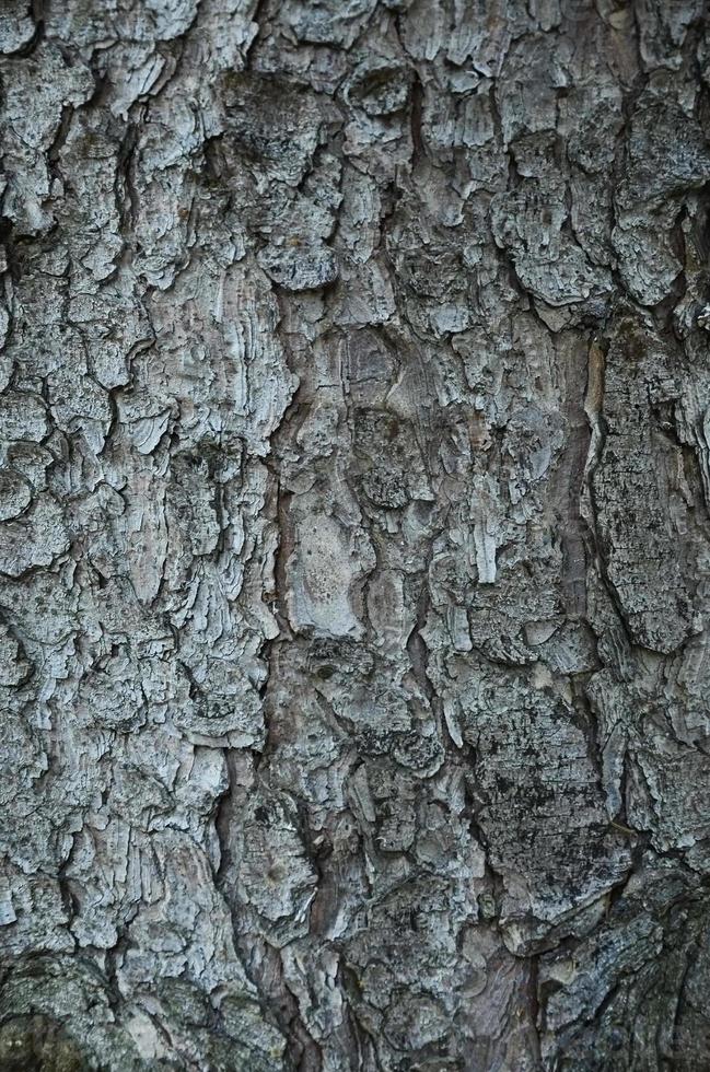 textura de casca de árvore foto