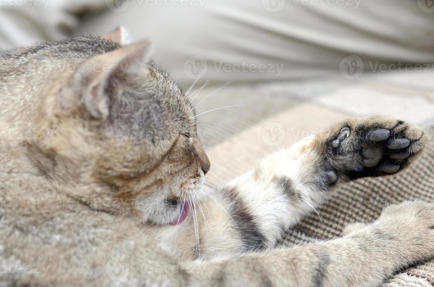 retrato de gato sentado e lambendo o cabelo ao ar livre e encontra-se no sofá marrom foto