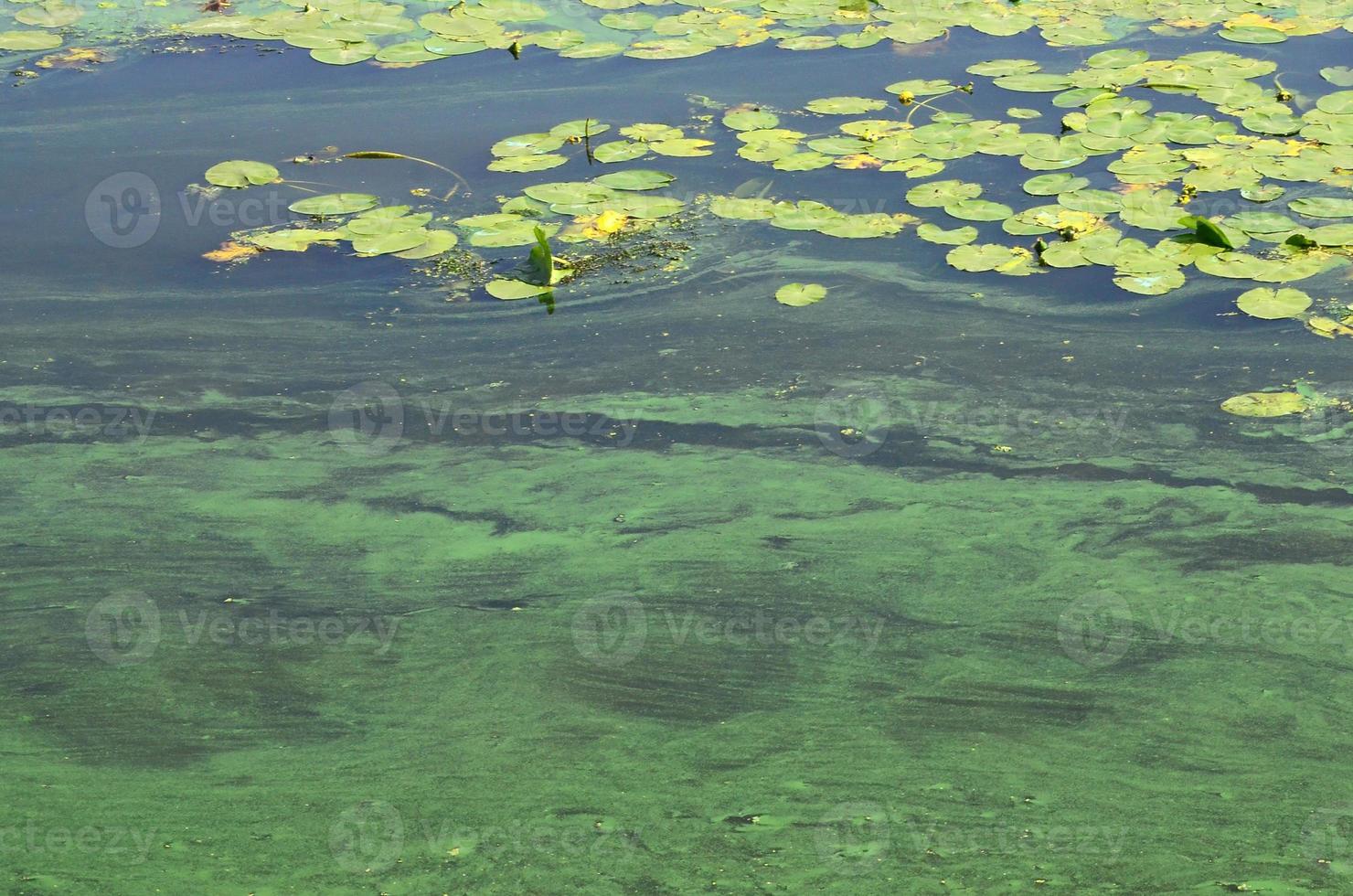 a superfície de um velho pântano coberto com folhas de lentilha e lírio foto