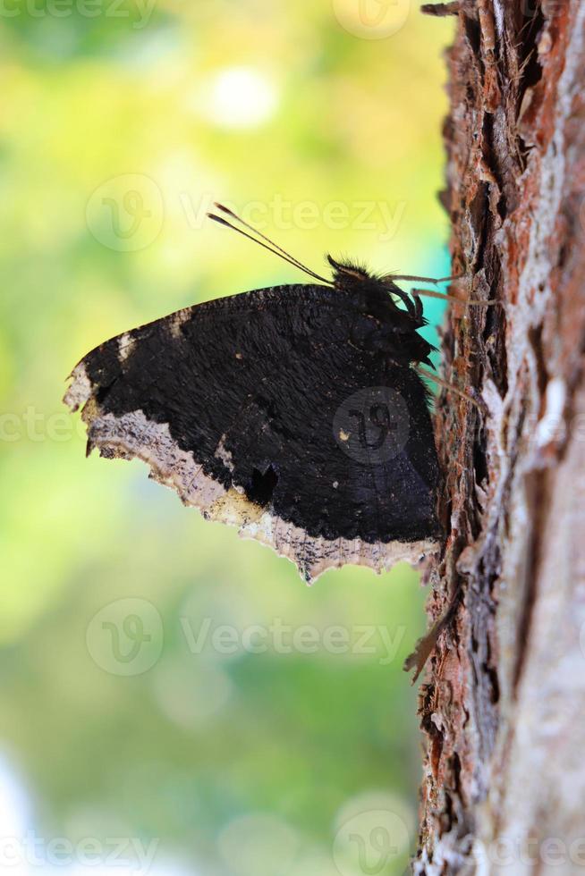foto de uma borboleta com asas dobradas em uma árvore