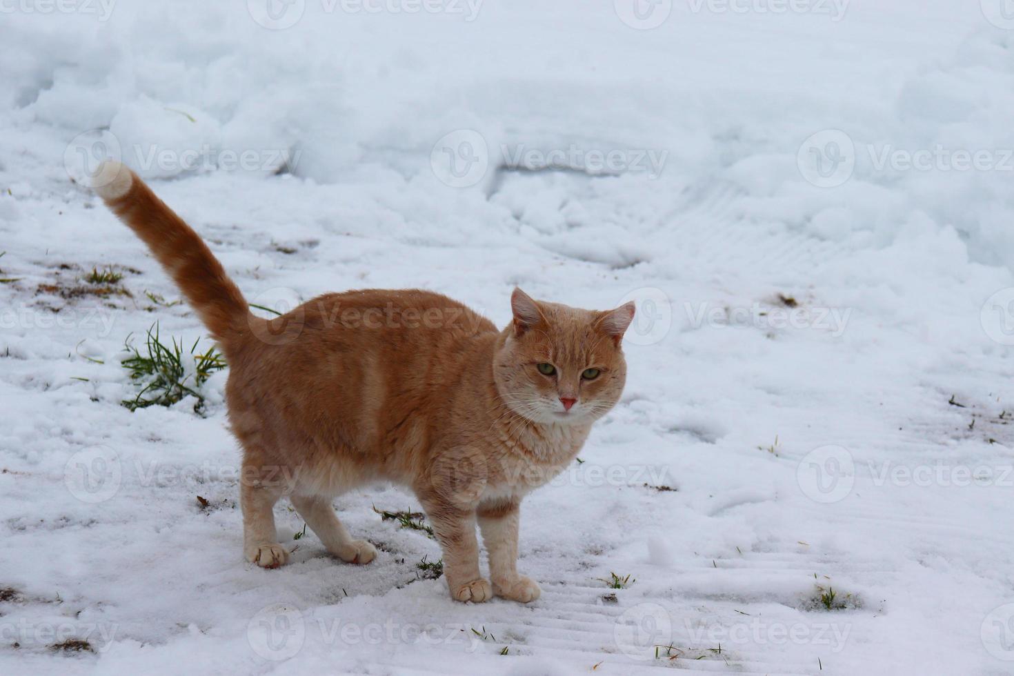 gato vermelho caminha na neve na aldeia foto