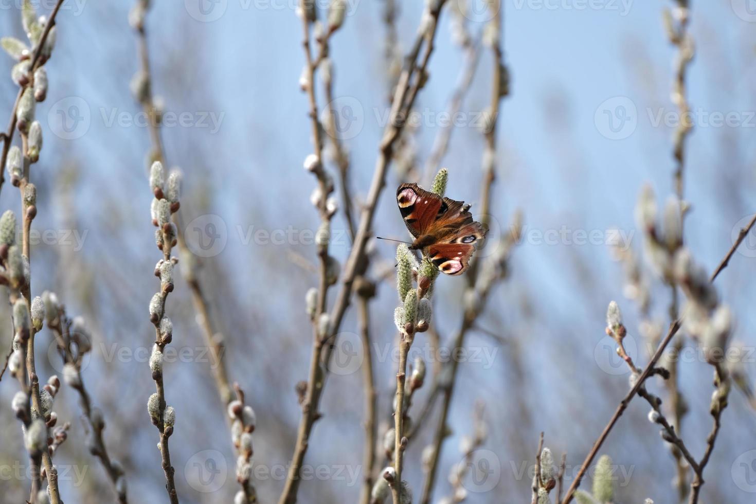 borboleta de pavão em um amentilho, borboleta colorida em um salgueiro florescendo foto