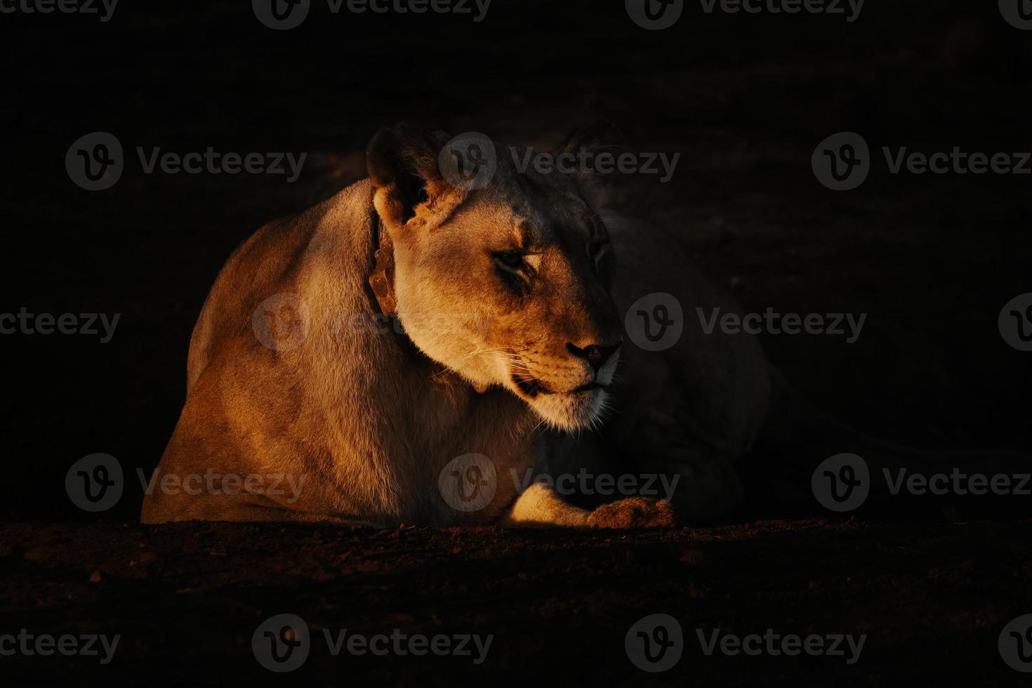 leão africano feminino ao pôr do sol foto