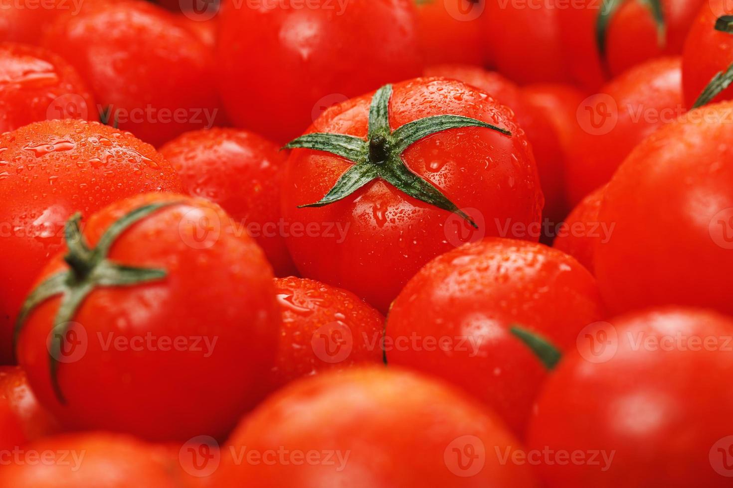 muitos tomates frescos maduros com gotas de orvalho. fundo de close-up com textura de corações vermelhos com caudas verdes. tomate cereja fresco com folhas verdes. tomates vermelhos de fundo foto