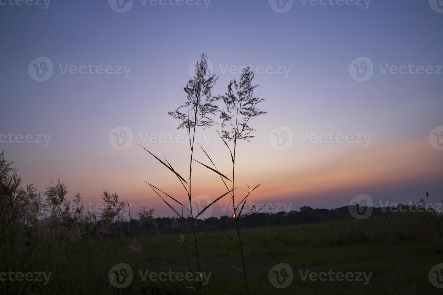 pôr do sol sobre a grama kans ou saccharum spontaneum flores paisagem vista foto