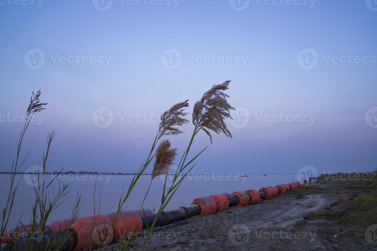 grama kans ou campo de flores saccharum spontaneum contra o céu azul colorido da noite foto