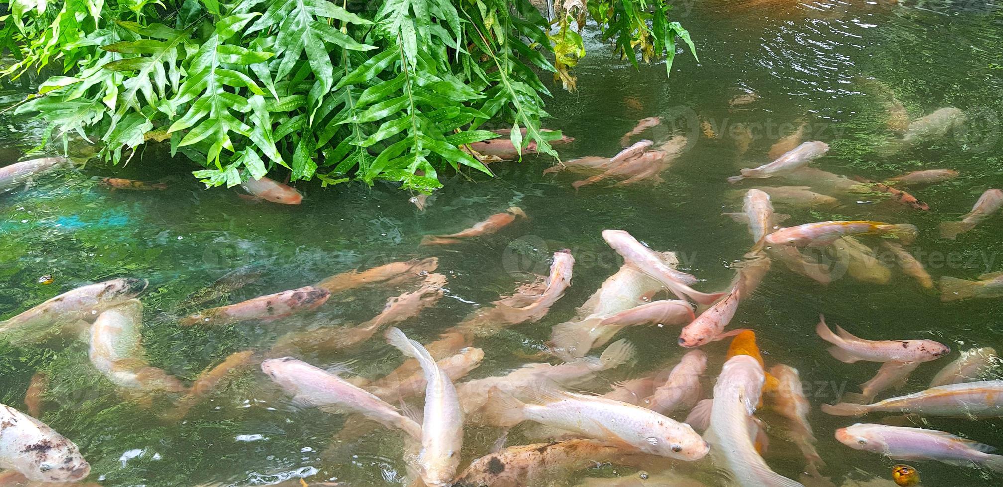 lagoa de peixes tropicais com plantação tropical verde decorativa colorida para idéias de decoração de quintal foto