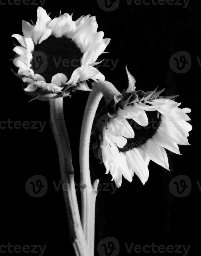 flor de sol preto e branco foto