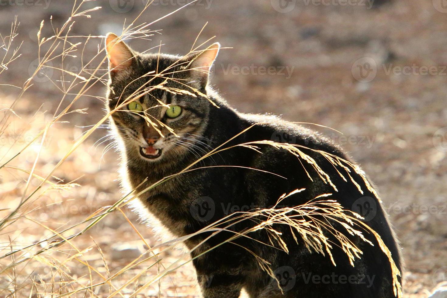 o gato doméstico é um mamífero da família dos felinos da ordem carnívora. foto