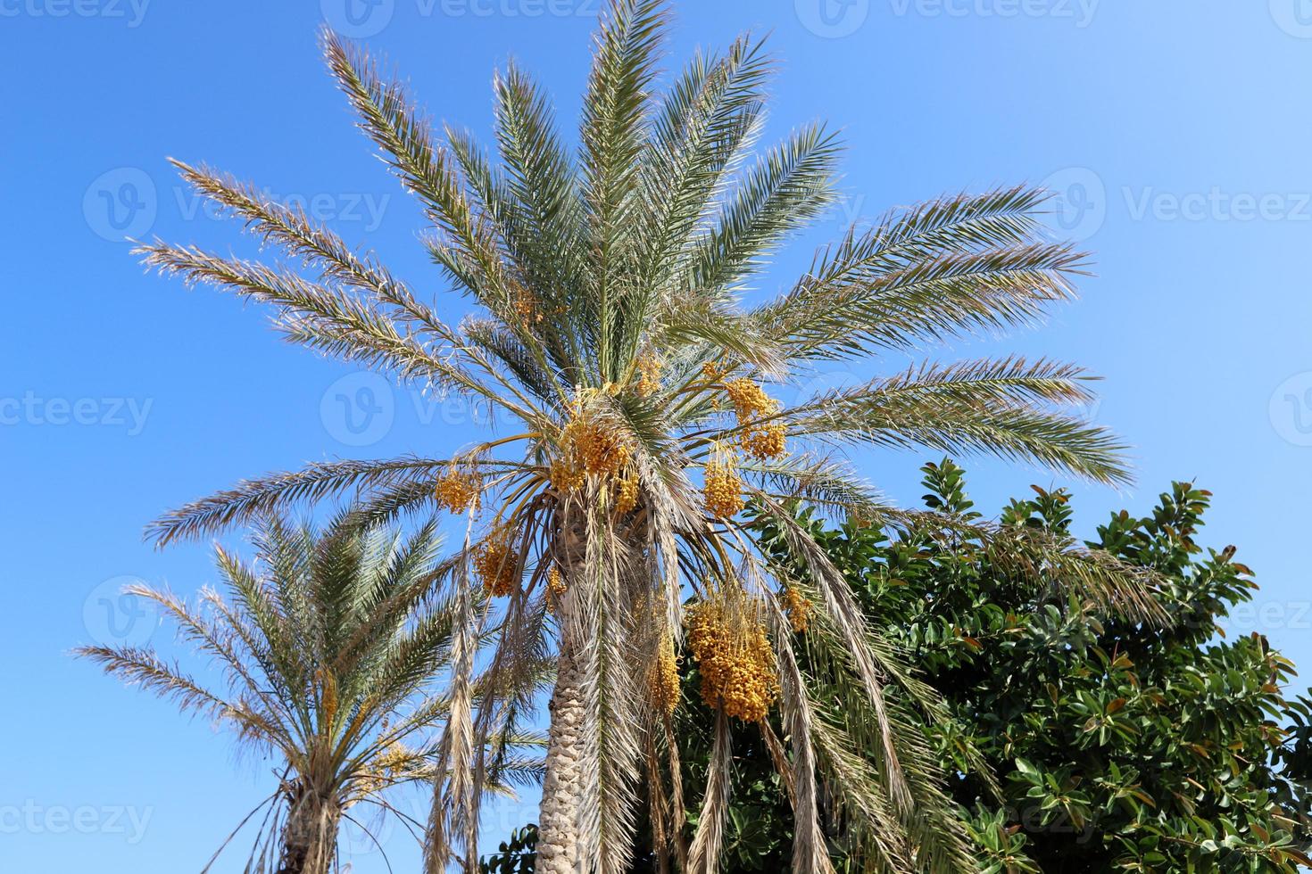 tamareira em um parque da cidade em israel. foto