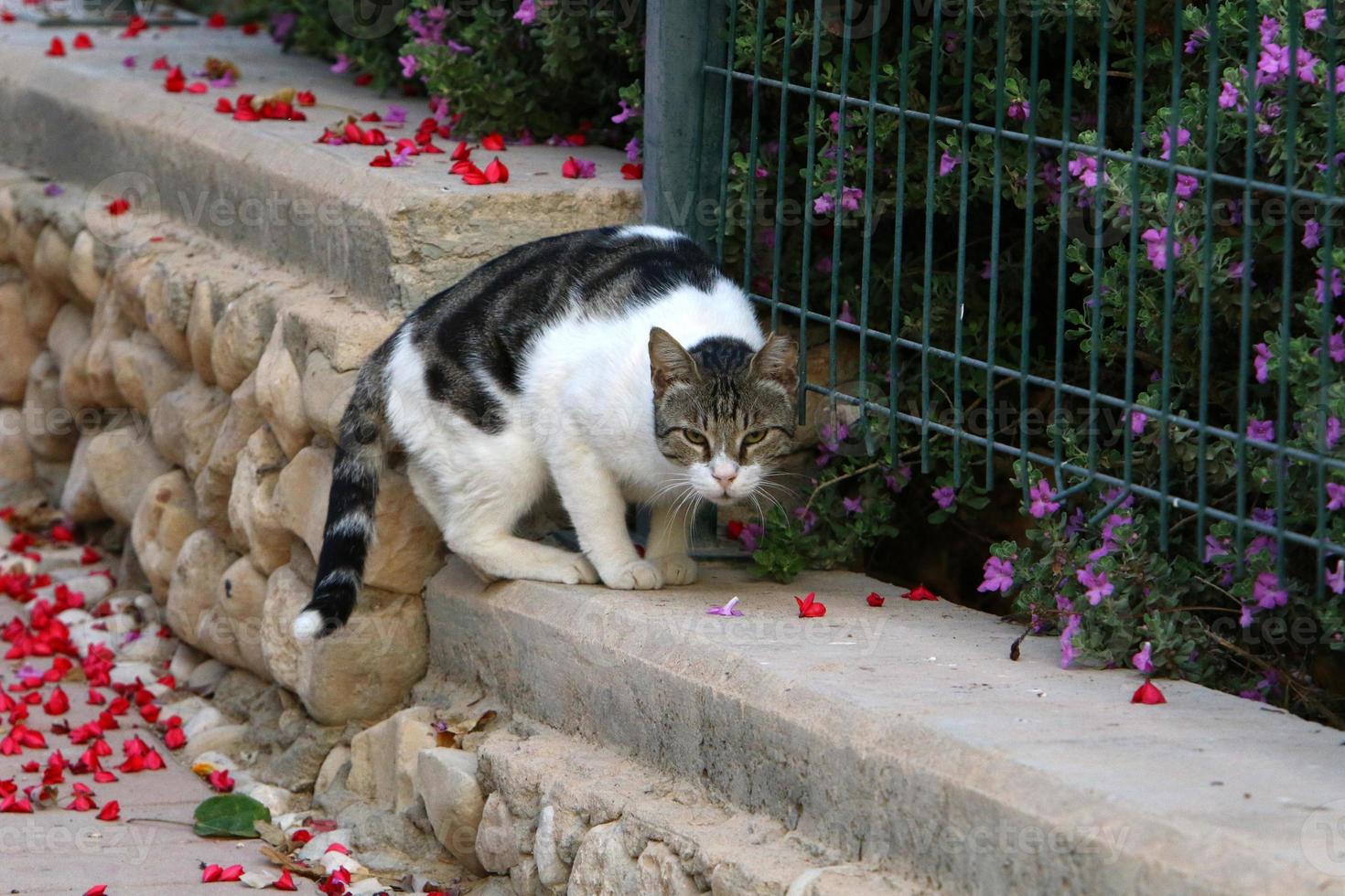 o gato doméstico é um mamífero da família dos felinos da ordem carnívora. foto