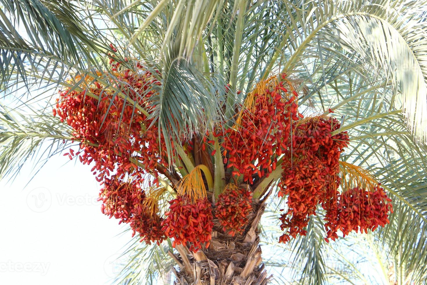 tamareira em um parque da cidade em israel. foto