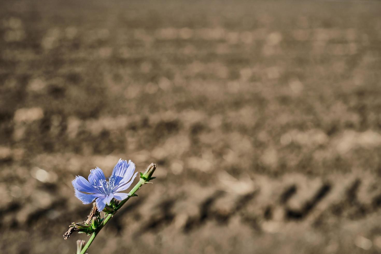 fundo desfocado de terras aráveis após a colheita. foco seletivo na flor de chicória. ideia para um plano de fundo ou papel de parede sobre questões ambientais, seca e erosão do solo. espaço para texto foto