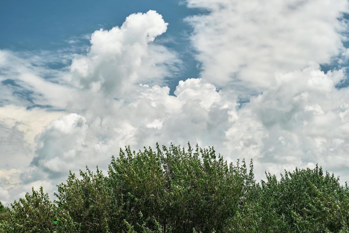 arbustos na praia e céu azul com nuvens cumulus, fim de semana de verão, fundo para protetor de tela ou papel de parede para tela ou publicidade, espaço livre para texto. foto
