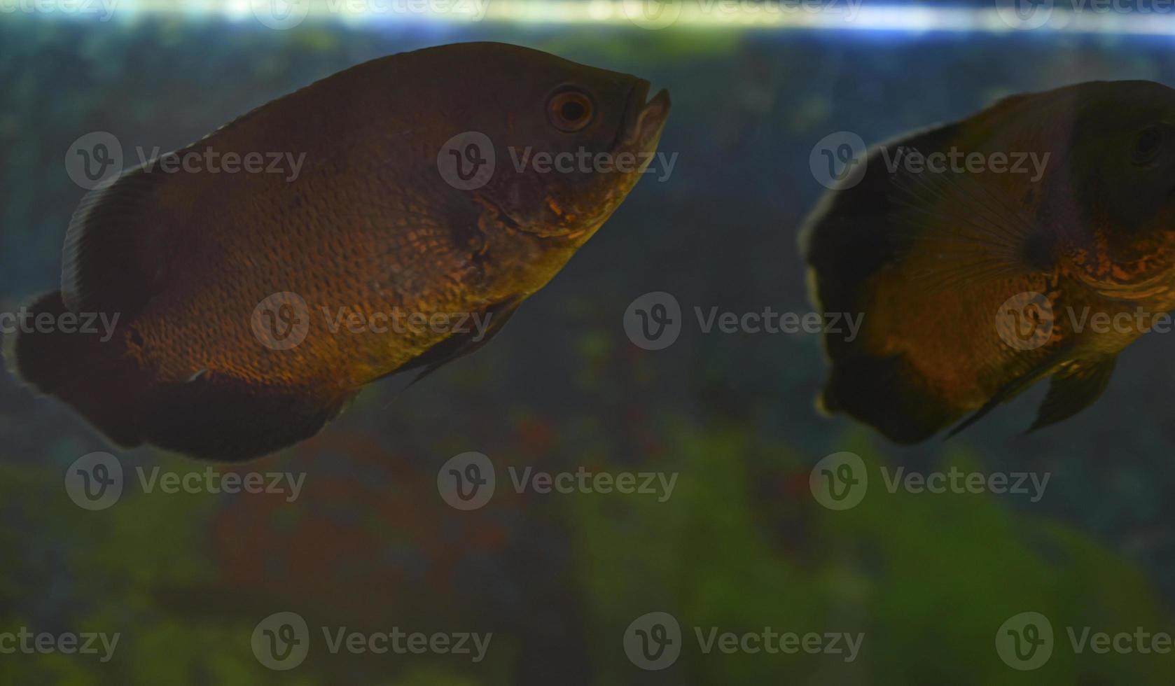 ocular astronotus é um grande peixe de nadadeiras raiadas da família Cichlaceae. também é conhecido pelos nomes foto