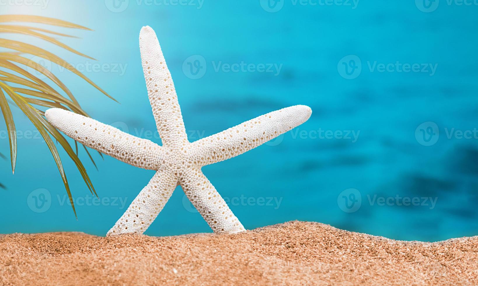 estrela do mar branca na areia da praia com ramo de palmeira, mar atrás. dia ensolarado. o conceito de férias, mar, viagens. copie o espaço foto