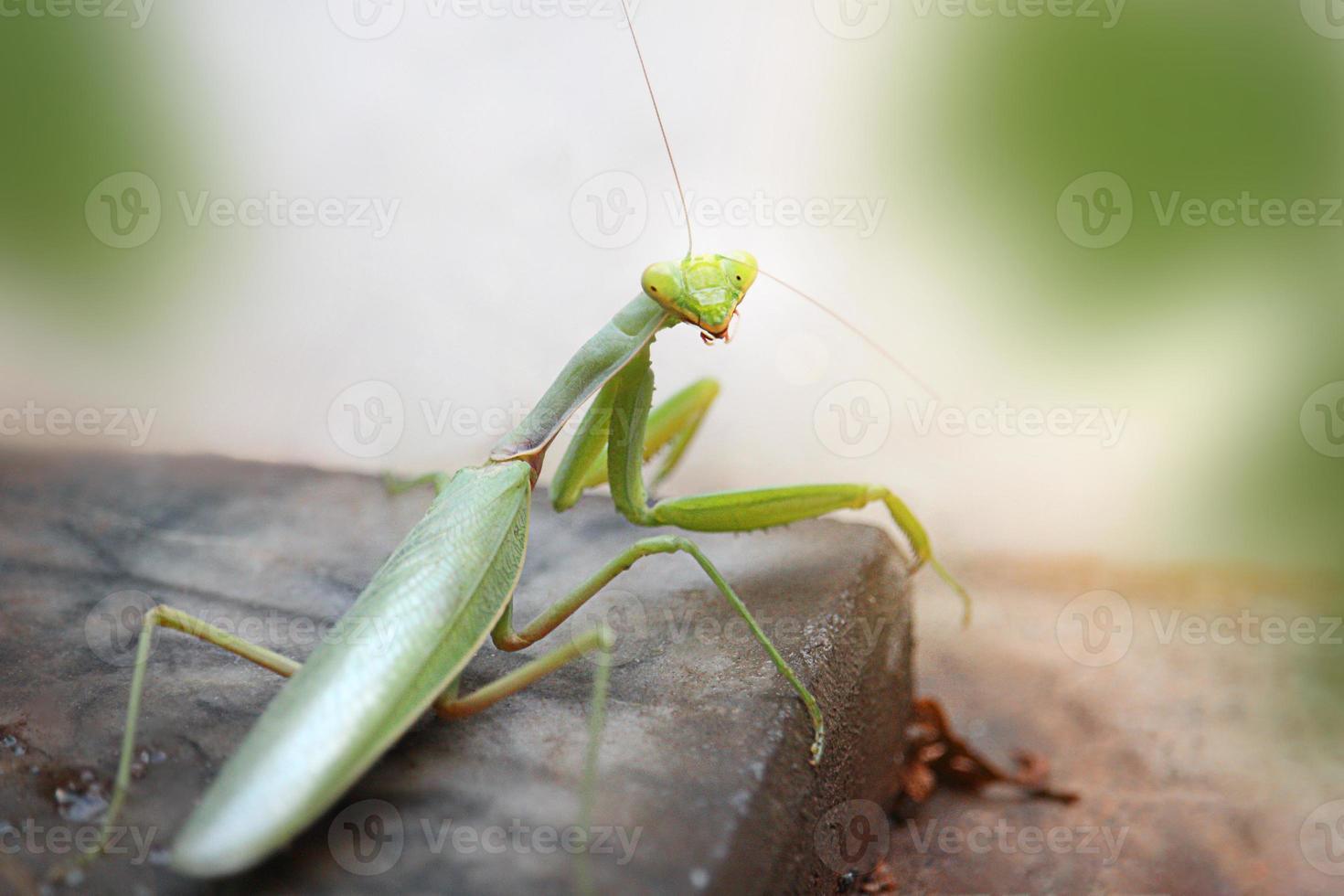 louva-a-deus verde está de pé e olhando para a câmera. habitat. inseto de vida selvagem. copie o espaço foto