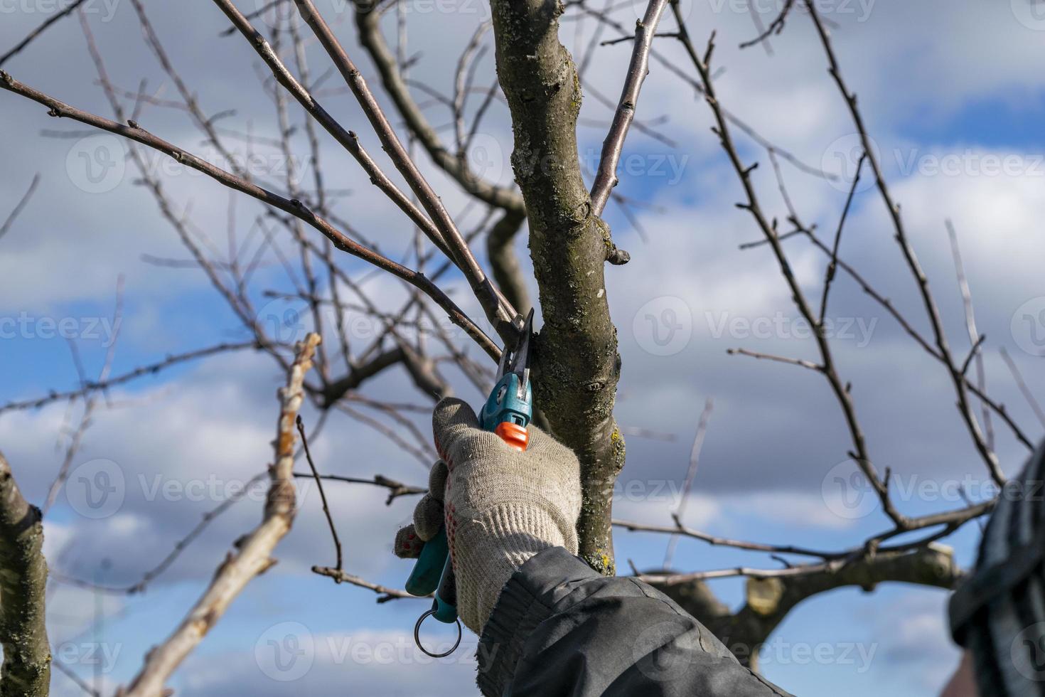 poda de árvores frutíferas na primavera foto