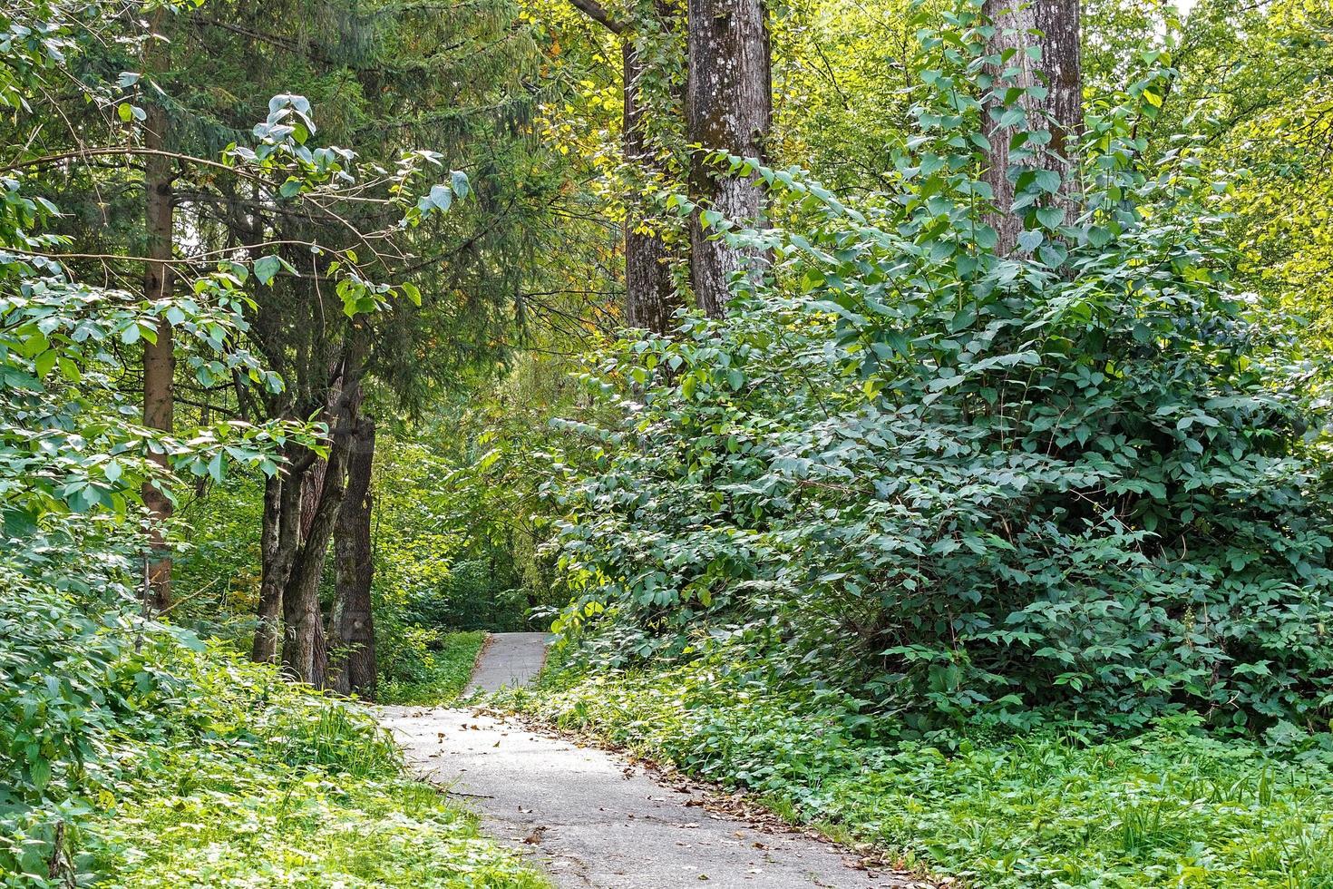 caminho na floresta ou parque. beco de árvore foto