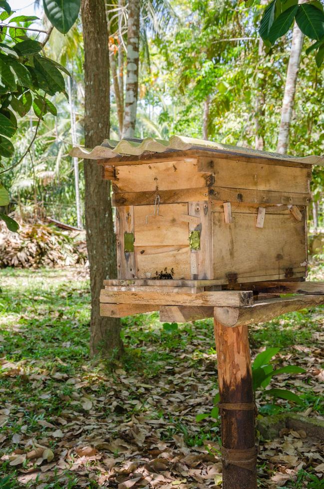 apiário feito de caixa de madeira para casa de abelhas em jardim natural tropical foto