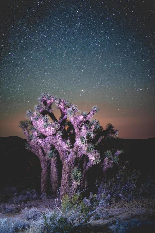 árvore iluminada do deserto à noite foto