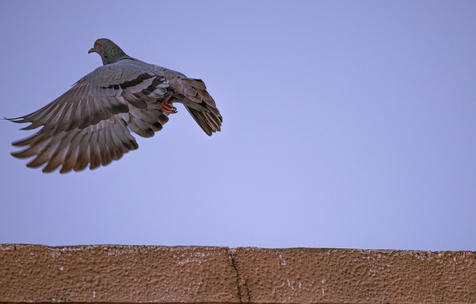 pombo em vôo foto