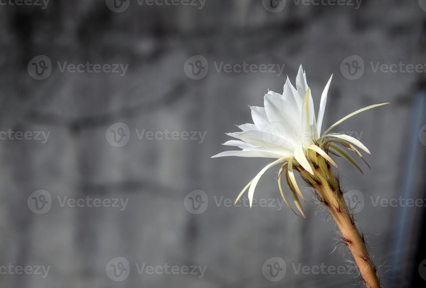 cor branca com peludo fofo de flor de cacto e fundo urbano foto