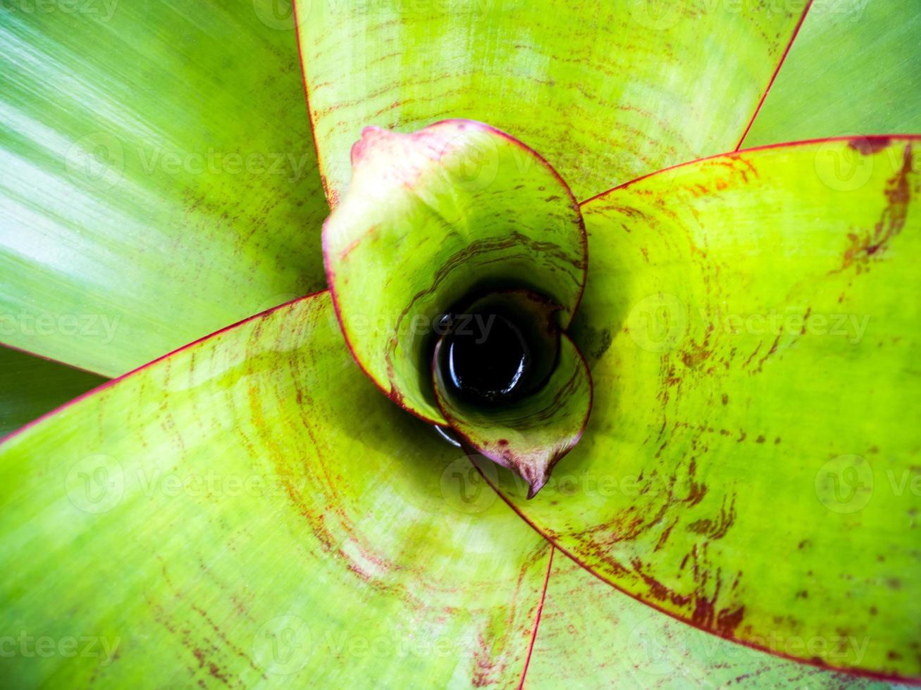 detalhe na textura da superfície das folhas de bromélias foto