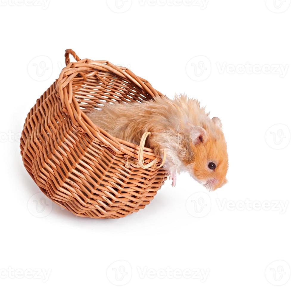 hamster em uma cesta isolada em um fundo branco foto