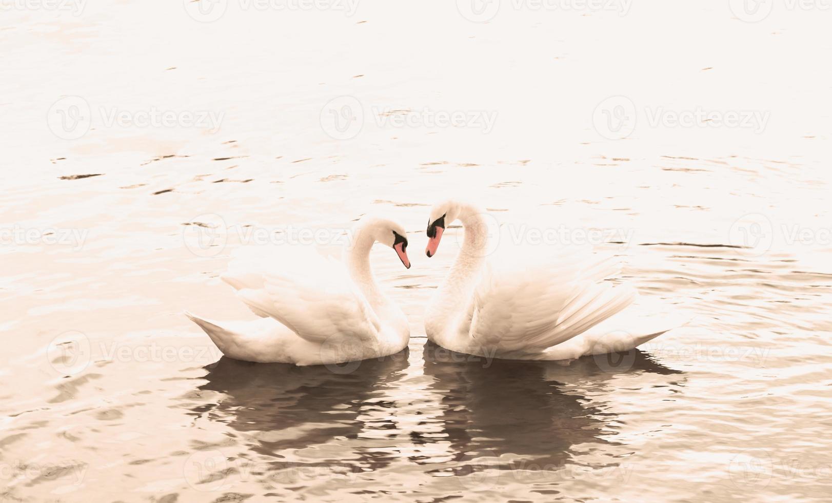 casal de cisnes brancos nada na água. um símbolo de amor e fidelidade são dois cisnes formando um coração. paisagem mágica com pássaros selvagens - cygnus olor. imagem tonificada, banner, espaço de cópia. foto