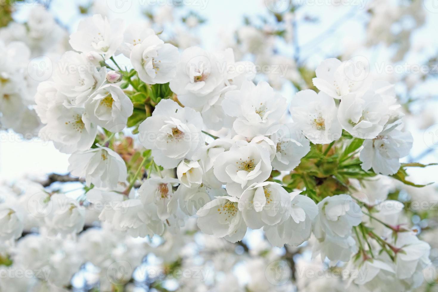ramo de flores brancas da árvore de ameixa cereja no início da primavera. incrível banner de primavera floral natural ou cartão de felicitações, cartão postal, pôster. foco seletivo foto