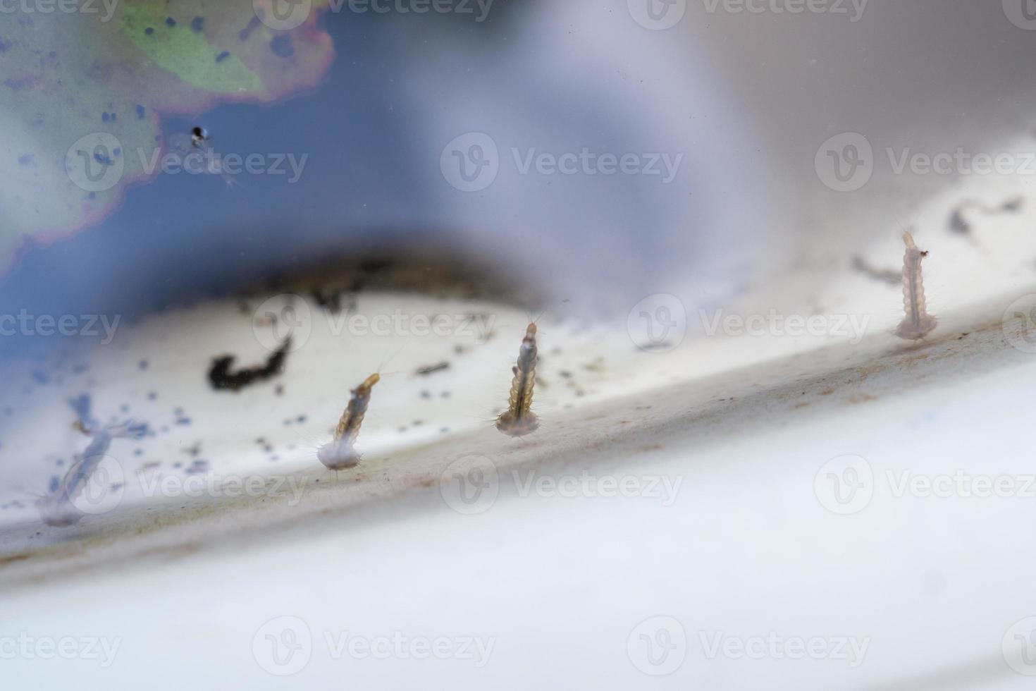 larvas de mosquito em água estagnada close-up foto