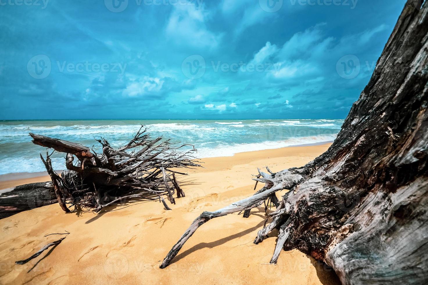 árvore morta na bela praia foto