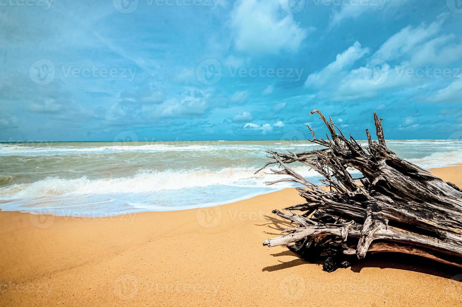 árvore morta na bela praia foto