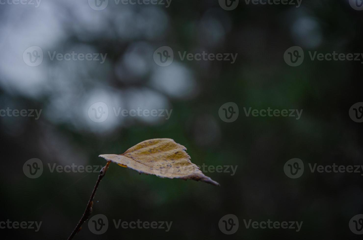 uma folha de outono, minimalismo da natureza foto