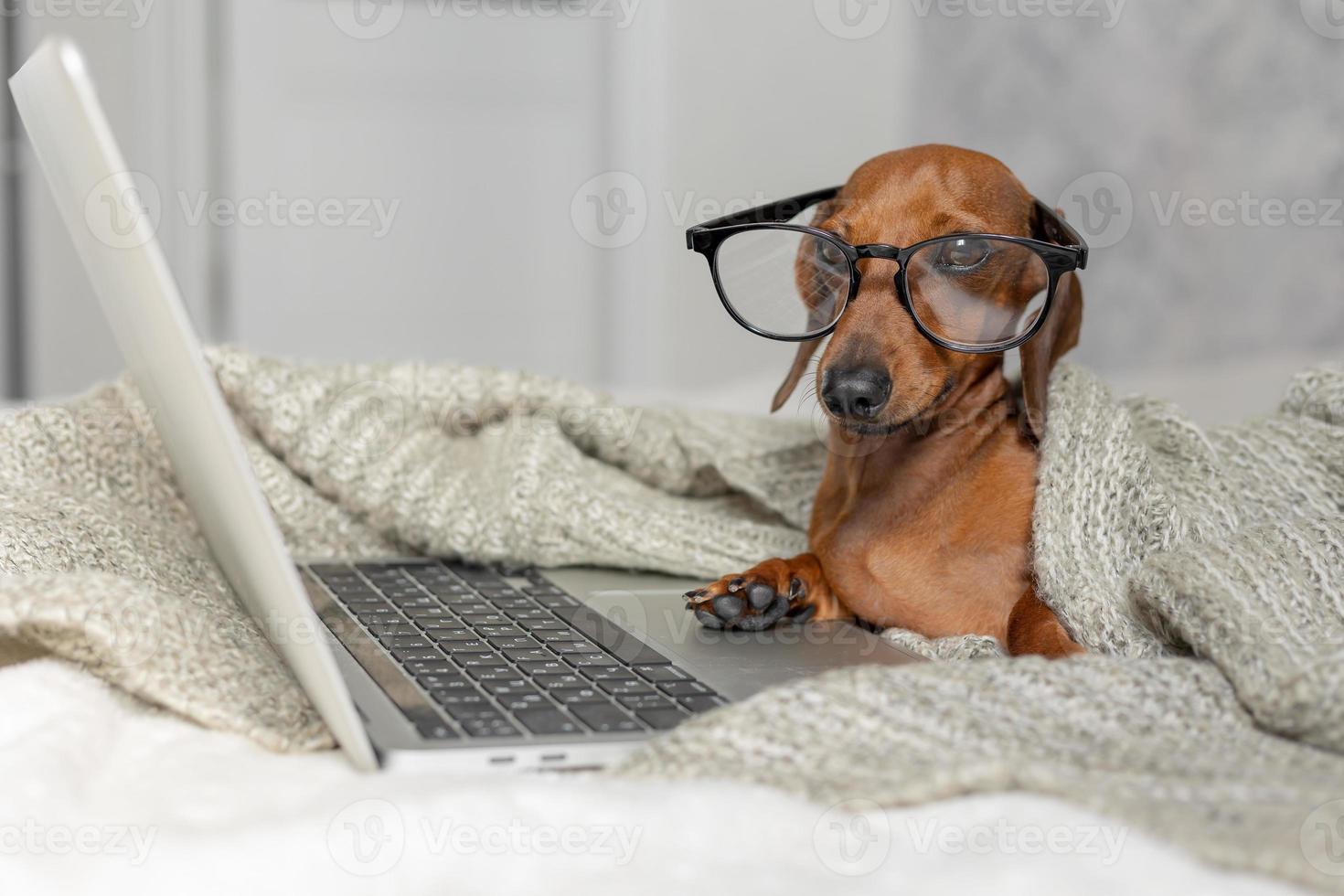 Dachshund de salsicha anão em óculos pretos cobertos com um cobertor cinza funciona, lê, olha para um laptop. blogueiro de cães. escritório em casa. foto