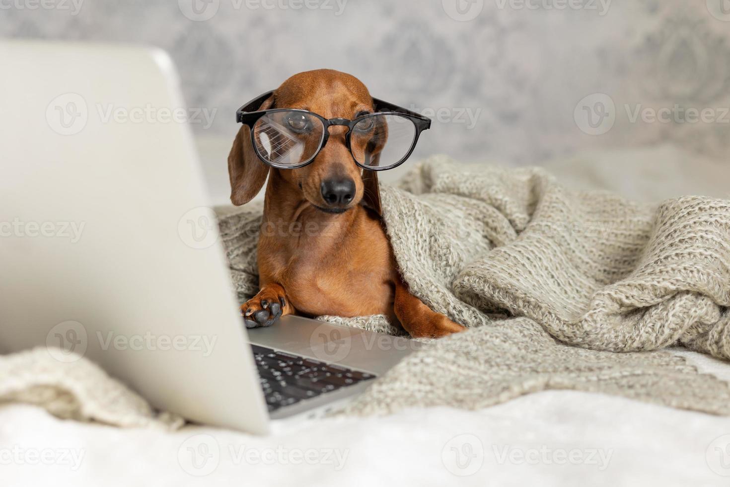 Dachshund de salsicha anão em óculos pretos cobertos com um cobertor cinza funciona, lê, olha para um laptop. blogueiro de cães. escritório em casa. foto