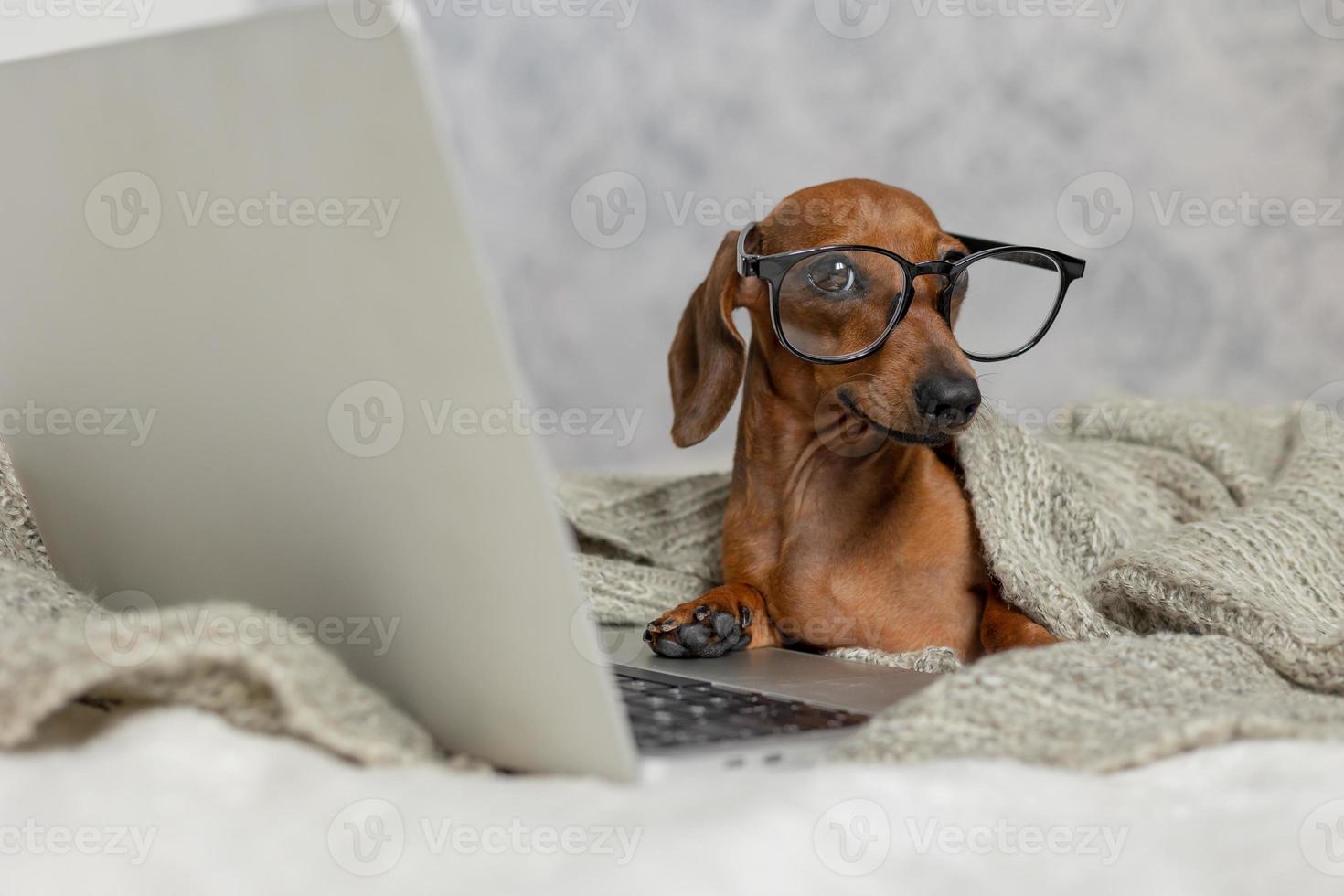 Dachshund de salsicha anão em óculos pretos cobertos com um cobertor cinza funciona, lê, olha para um laptop. blogueiro de cães. escritório em casa. foto