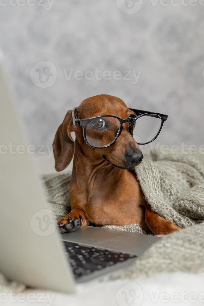 Dachshund de salsicha anão em óculos pretos cobertos com um cobertor cinza funciona, lê, olha para um laptop. blogueiro de cães. escritório em casa. foto