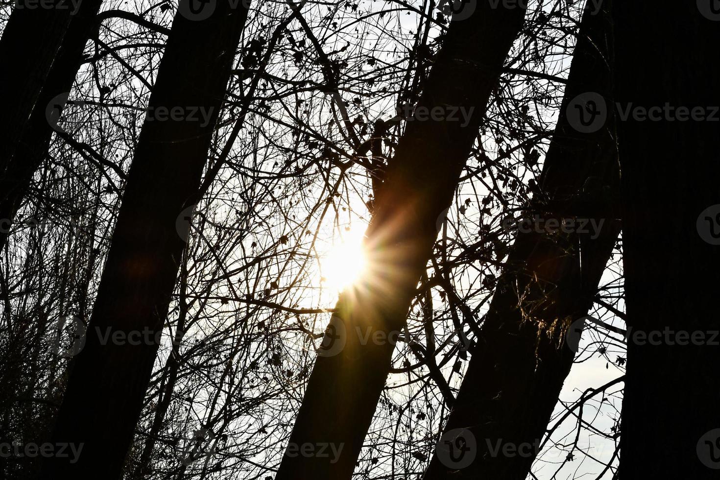 sol atrás das árvores foto