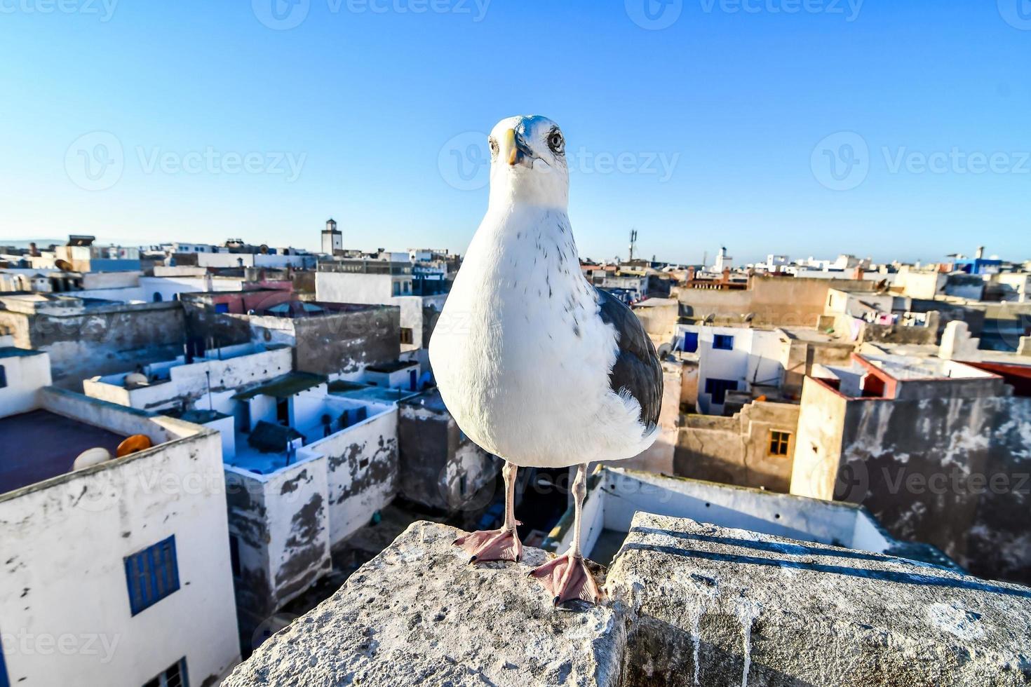 gaivota em marrocos foto