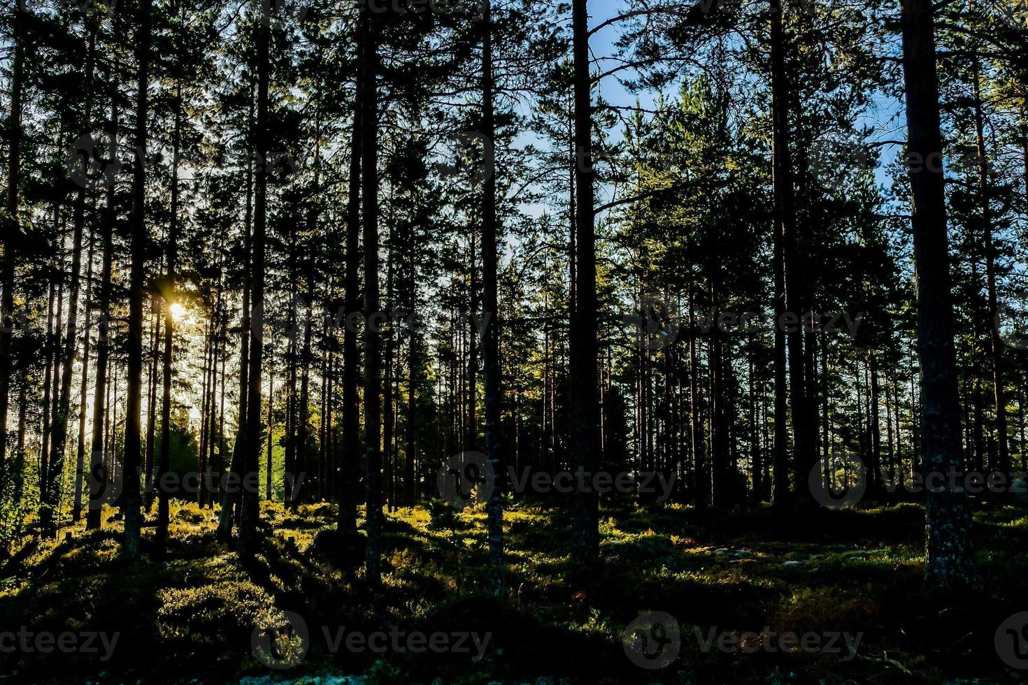 Floresta na Suécia, Europa foto