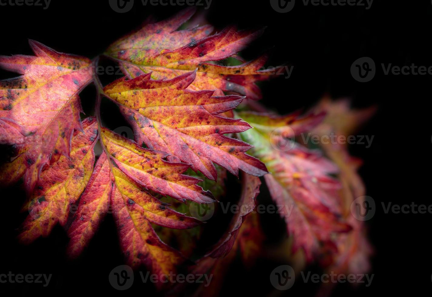 close-up de folhas ficando vermelhas e amarelas no outono. o fundo é escuro. foto