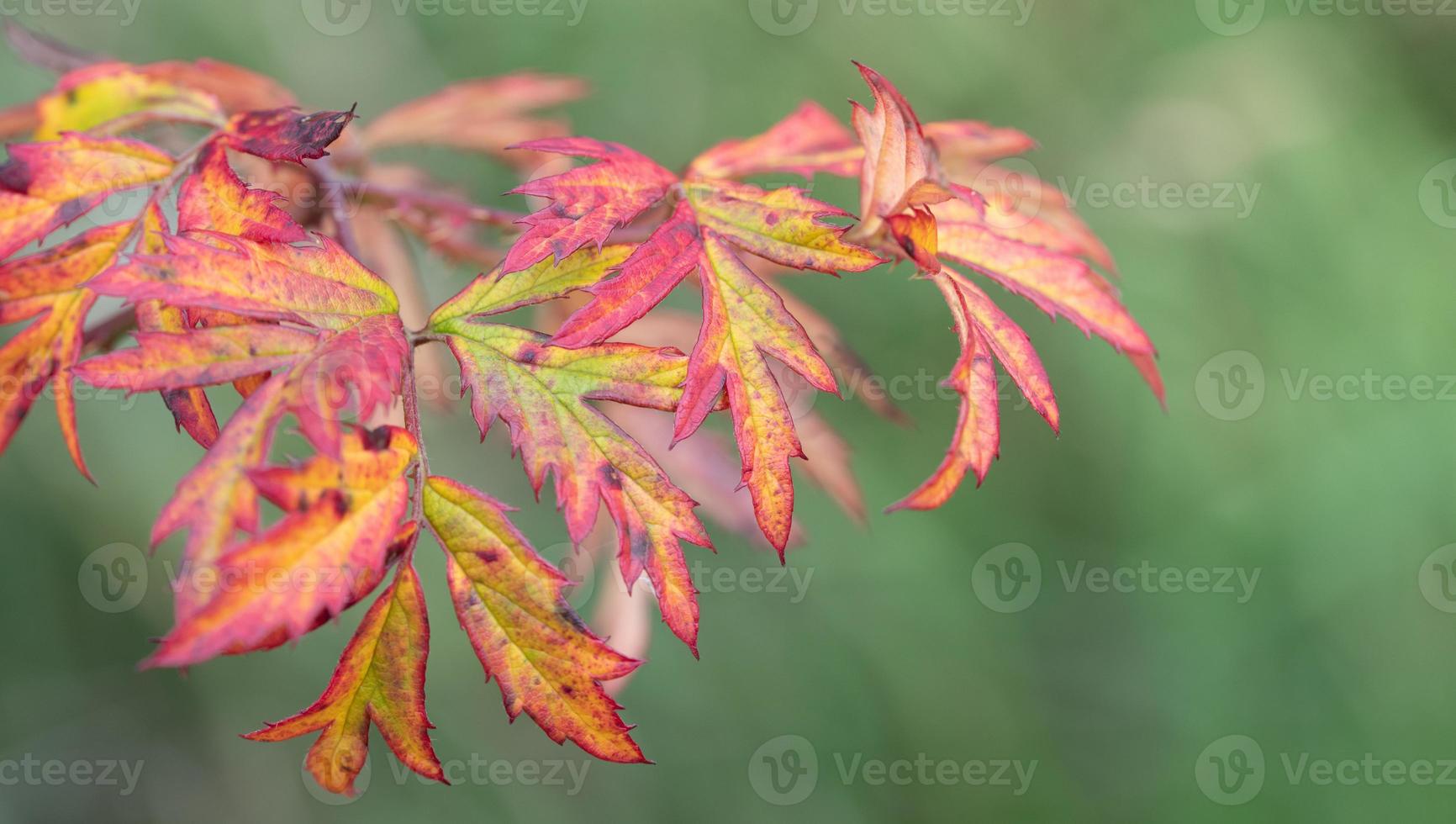 close-up de folhas ficando vermelhas e amarelas no outono. o fundo é verde. foto