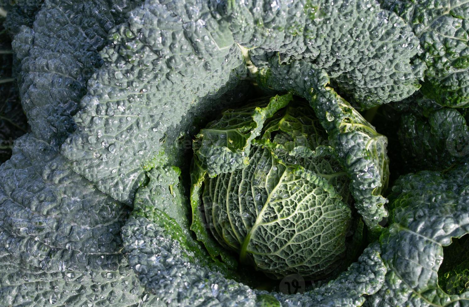 close-up de couve-lombarda verde crescendo no campo. há grandes gotas de água nas folhas. foto